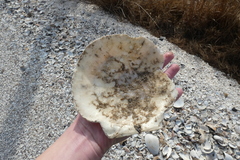 Placopecten magellanicus