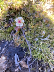 Drosera murfetii