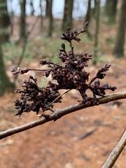 Eriophyes betulae