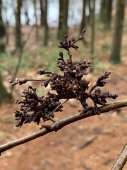 Eriophyes betulae