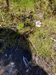 Drosera murfetii