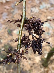 Eriophyes betulae