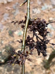 Eriophyes betulae