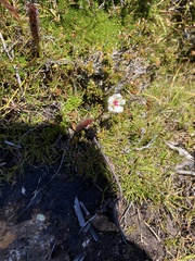 Drosera murfetii