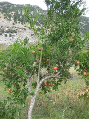 Punica granatum