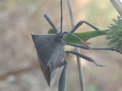 Anoplocnemis curvipes