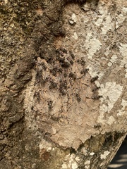 Metapolybia