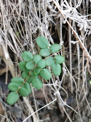 Pellaea andromedifolia pubescens