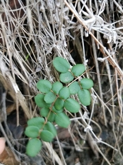 Pellaea andromedifolia pubescens