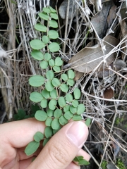 Pellaea andromedifolia pubescens