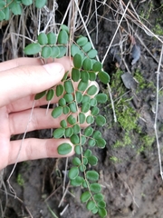 Pellaea andromedifolia pubescens