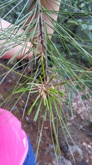 Pinus morrisonicola