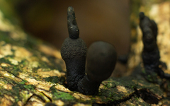 Xylaria