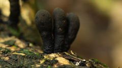 Xylaria