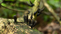 Xylaria