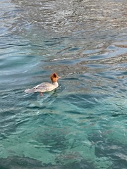 Mergus merganser