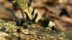 Xylaria