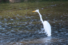 Ardea alba