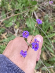 Verbena intermedia