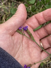 Verbena intermedia