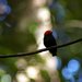 Red-headed and Golden-headed Manakins - Photo (c) gjofili, some rights reserved (CC BY)