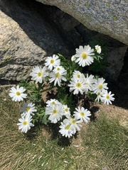 Ranunculus anemoneus