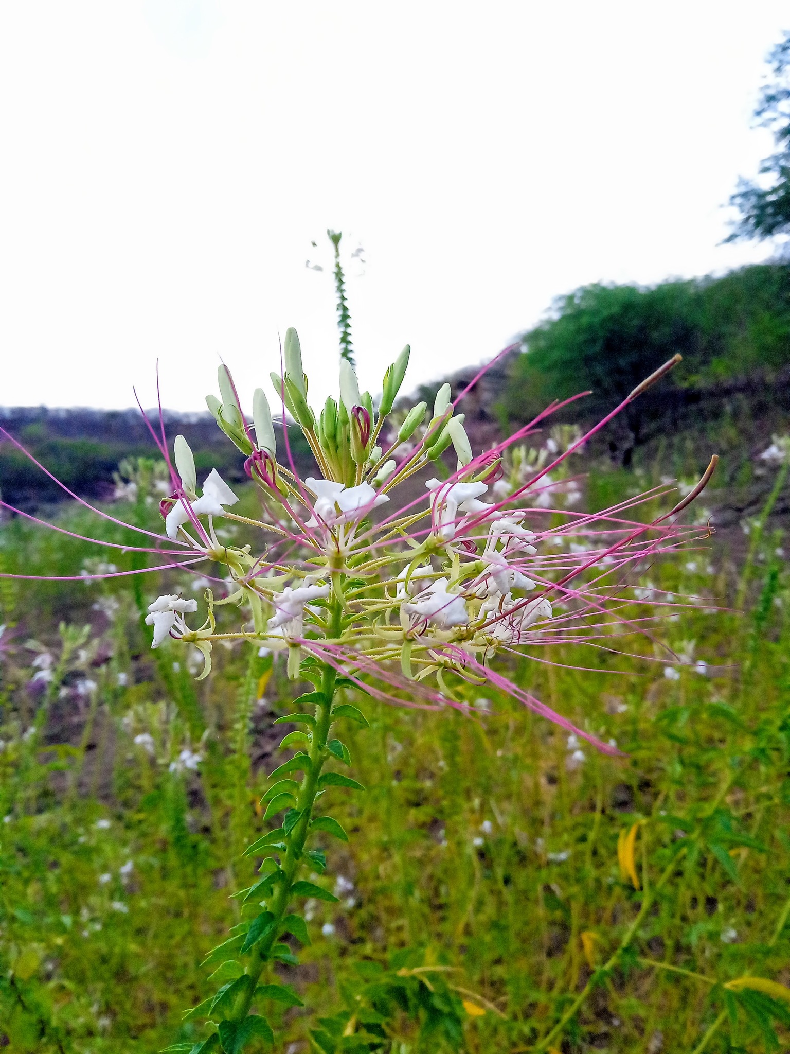 Tarenaya longicarpa