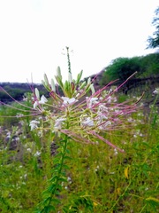 Tarenaya longicarpa