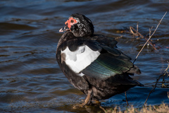 Cairina moschata domestica