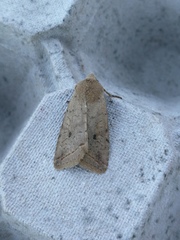 Agrochola blidaensis