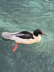 Mergus merganser