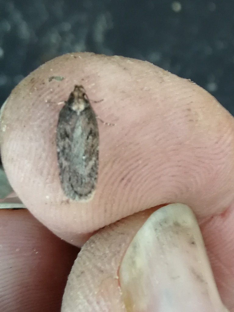 Pignut Flat-body