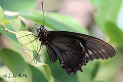 Battus polydamas polydamas