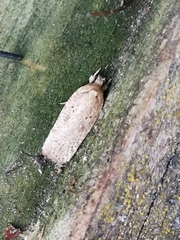 Agonopterix yeatiana