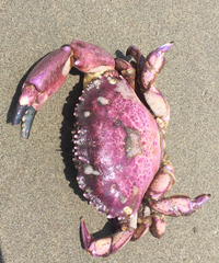 Platyxanthus orbignyi