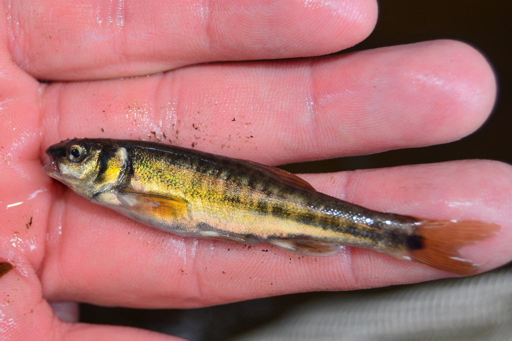 European Minnow From 72370 Ardenay-sur-mérize, France On April 24, 2018 