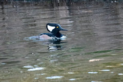 Lophodytes cucullatus