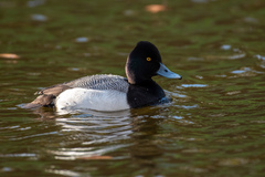 Aythya affinis