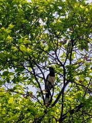 Cyanocorax cyanopogon