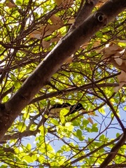 Cyanocorax cyanopogon