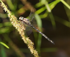 Austroaeschna atrata