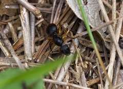 Camponotus renggeri