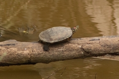 Trachemys scripta elegans