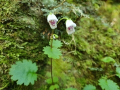 Jovellana repens