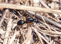 Camponotus renggeri