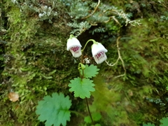 Jovellana repens