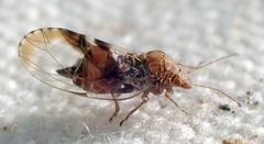 Cacopsylla notapennis