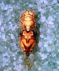Cacopsylla notapennis
