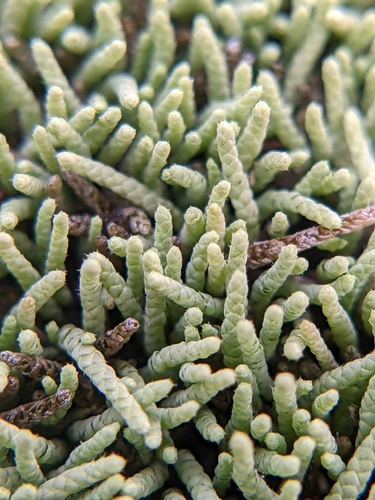 Image of Thelia lescurii by (c) Eric Knight, some rights reserved (CC BY)