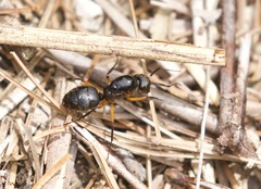 Camponotus renggeri